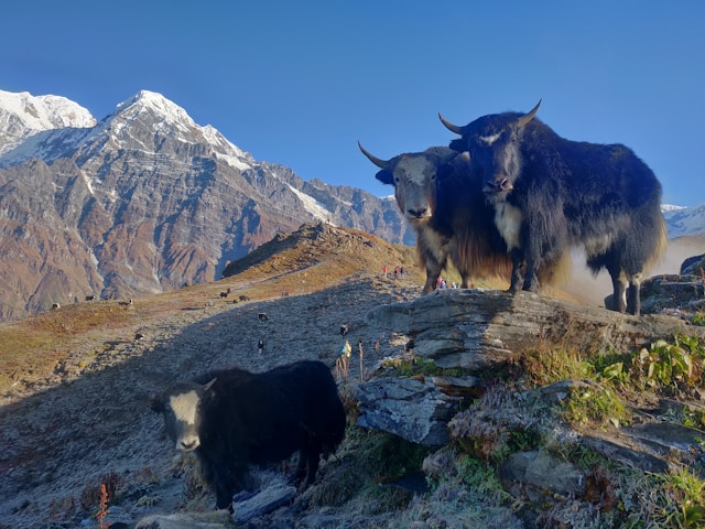 Mardi Himal