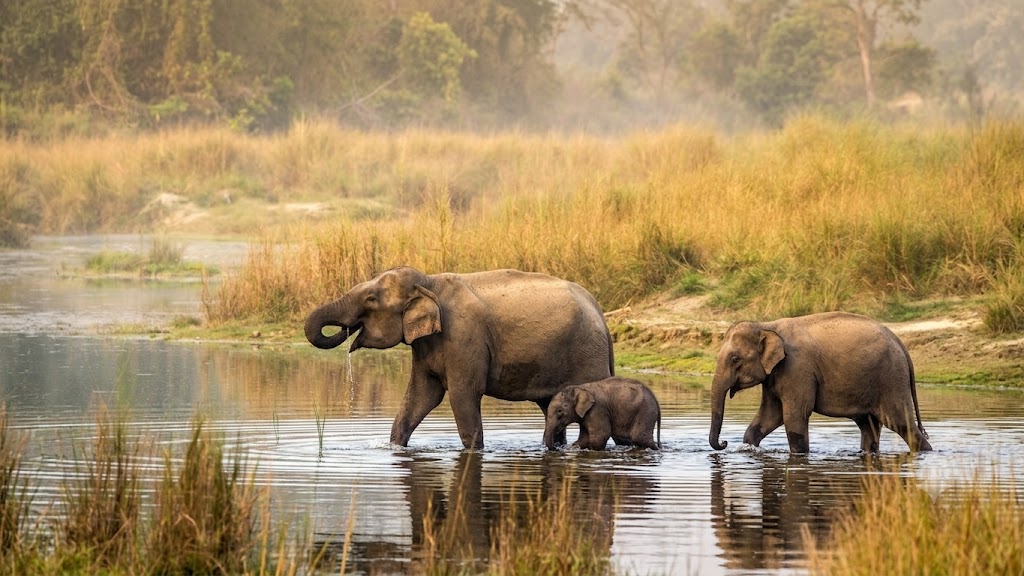 Chitwan Safari